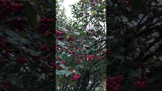 Peace. Red Berries Bright In Wintertime