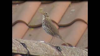 Bempton Female Blackbird Mistle Thrush or Song Thrush Its Sometimes Hard to Tell the Difference