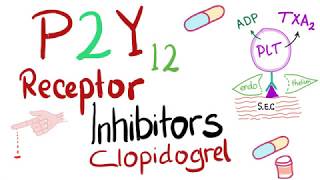 P2Y12 Receptor Inhibitors