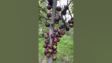 cây măng cụt đột biến mùa covid 19,nay măng cụt khỏe đẹp 2022.