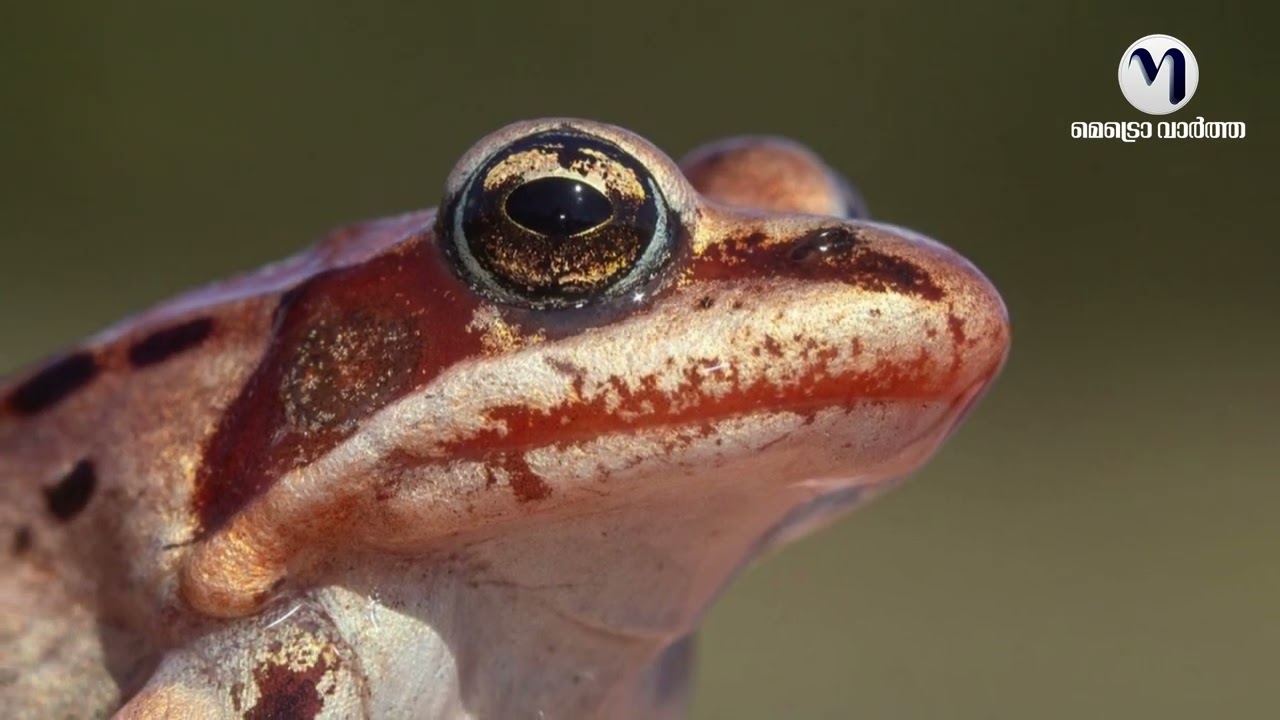 മരവിച്ചിട്ടും മരിക്കാത്ത അത്ഭുതം | Metro Vaartha TV