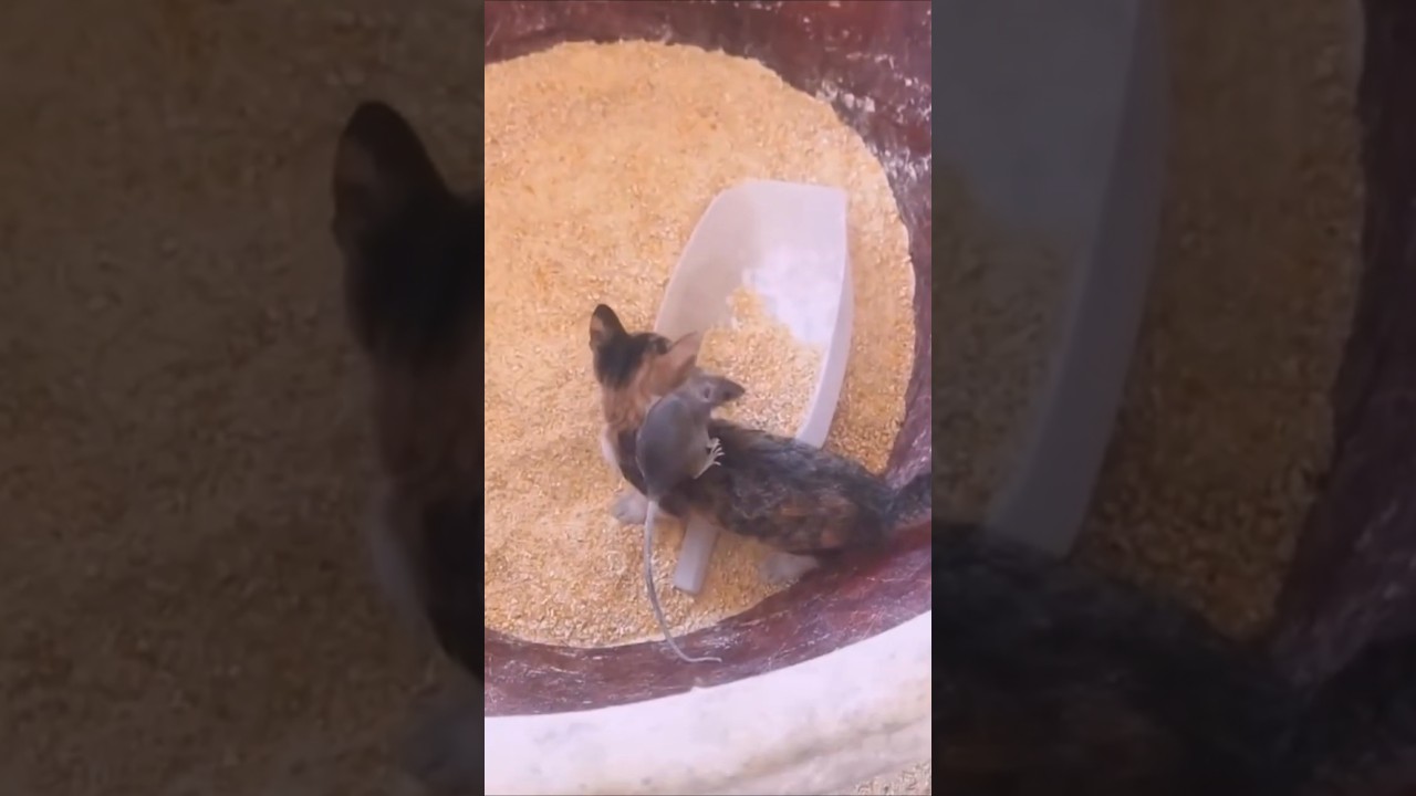 Поменялись ролями