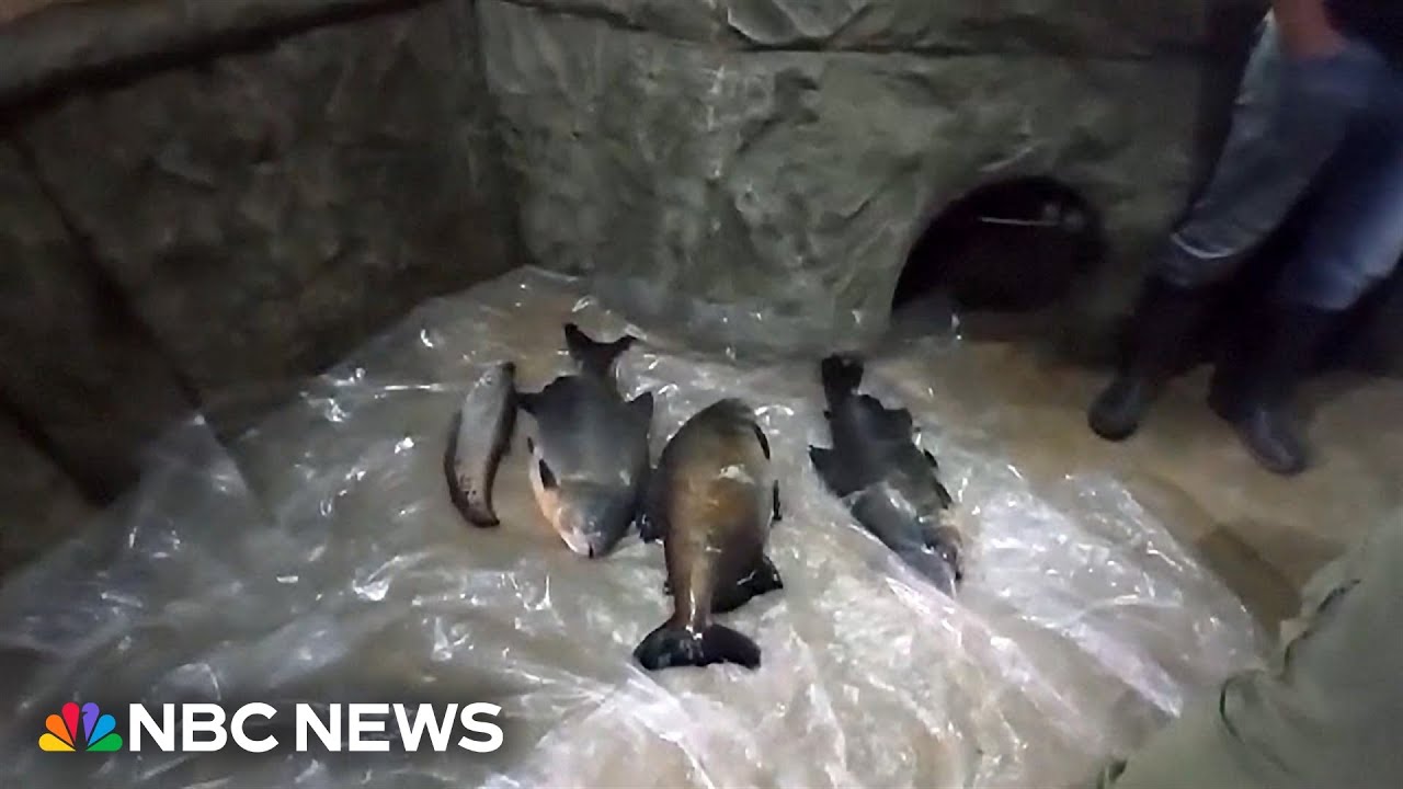 Hundreds of animals die in Crimean aquarium after storm strikes
