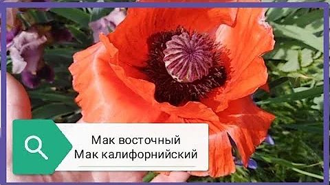 Маки. Многолетний и однолетний.