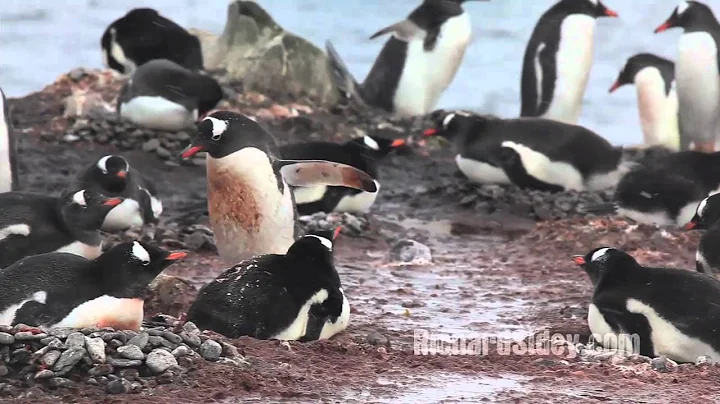 Cheeky Penguin Stealing Stones