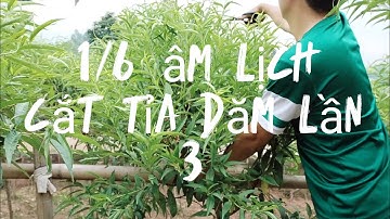 Cắt tỉa cành dăm lần 3 cho đào tết, ngày 1/6 âm lịch || Peach tree.