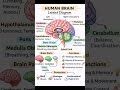 #PHARMA# Anatomy Human Brain labelled diagram
