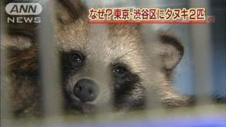 東京・渋谷区の住宅街でタヌキ2匹が捕獲される（11/11/25）