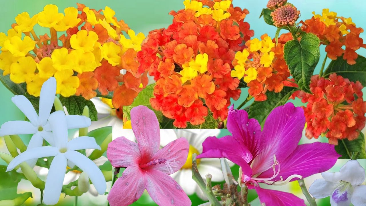 Beautiful Wild Flowers in Nature  Colorful Natural Bloom