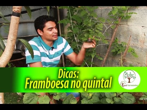 Vídeo: Como plantar framboesas no outono: um guia passo a passo