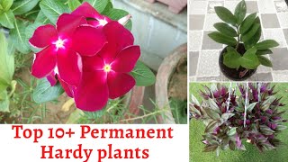 Top 10+ Permanent Hardy Plants for Beginners with Names and price