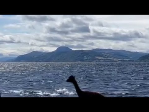 "Cue Nessie sightings" - Cheeky alpacas escape sanctuary to go for dip in Loch Ness