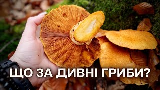 ОПЕНЬКИ ростуть як БІЛІ ГРИБИ🙂Пройшло хвилин 7-10 і він вже стирчить🥰Чудо Фіолетове🤔Збираю Гриби #83