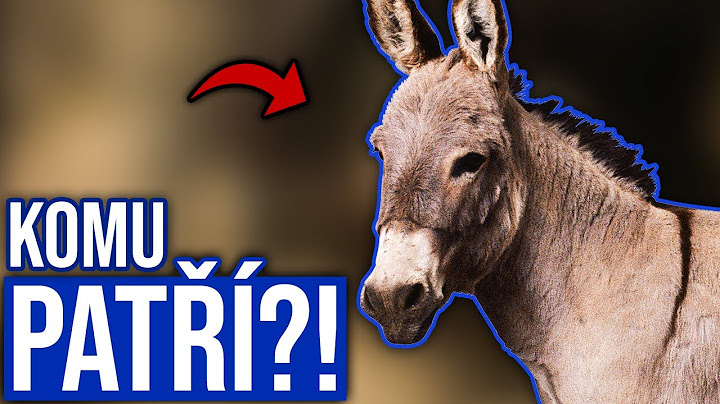 KDE VŠUDE BYL OSEL V PIRÁTECH? [Piráti z Karibiku]