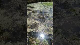 60 Second #ASMR Over a Natural Spring Source... #Nature #Calming #Relaxing #Chillin