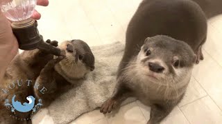 Otter Children and Dad, A Little Change in Their Relationship?!