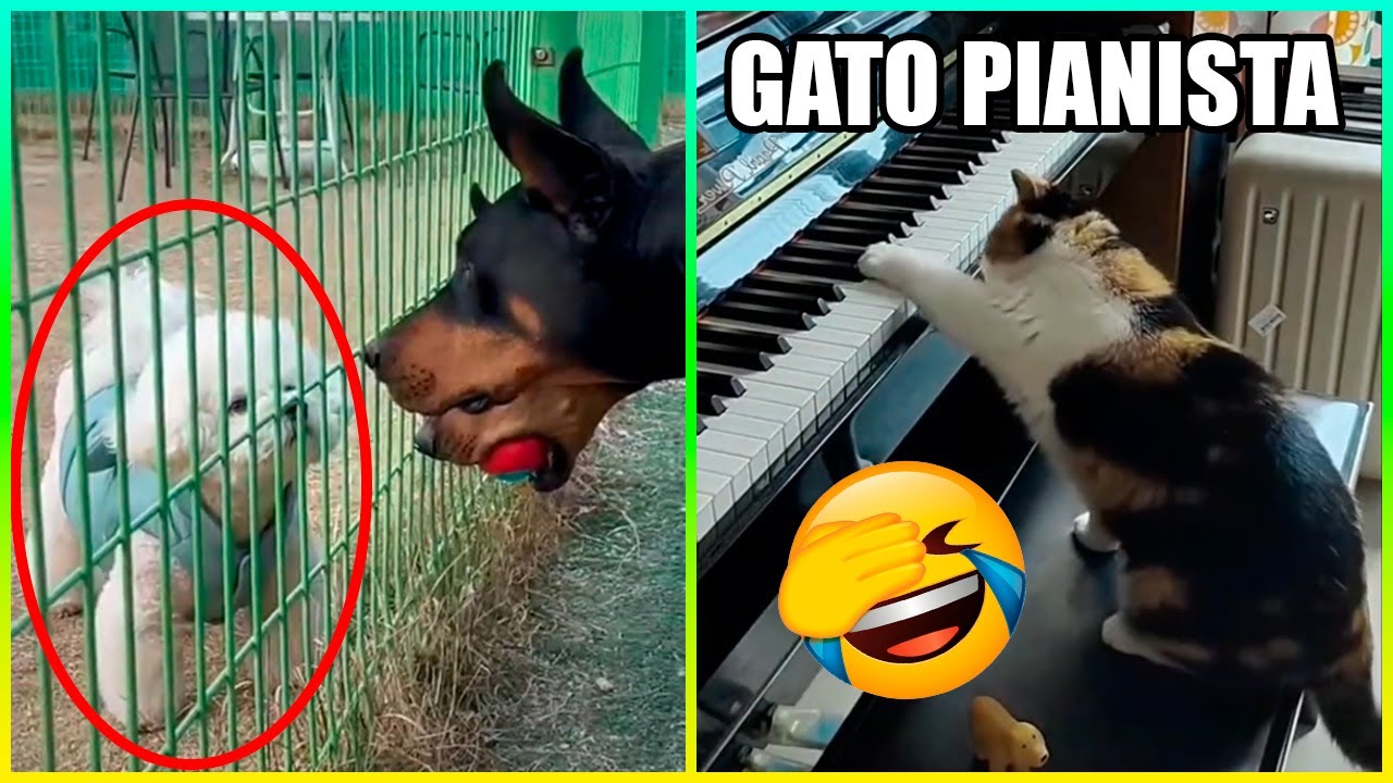 Latest Title & Thumbnail
