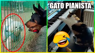 Animales Graciosos Con Talentos Y Más  Parte 2