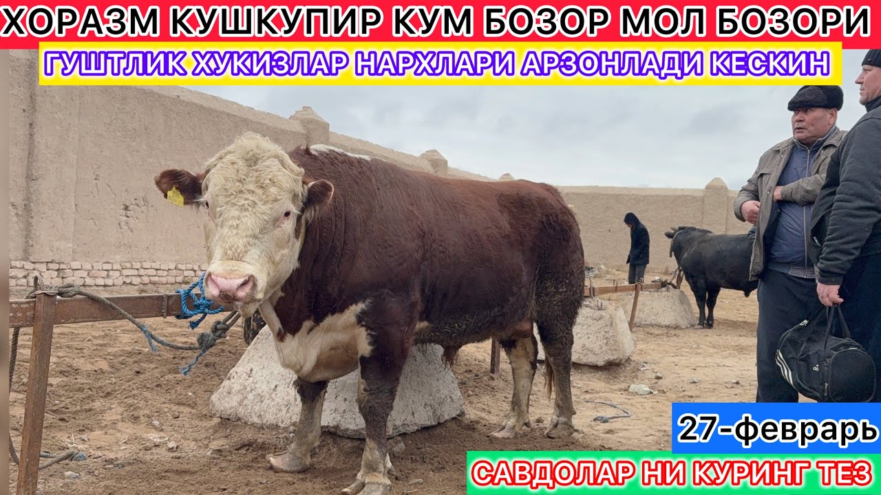 ХОРАЗМ КУШКУПИР КУМ БОЗОР МОЛ БОЗОРИ ГУШТЛИК ХУКИЗЛАР НАРХЛАРИ АРЗОНЛАДИ КЕСКИН 27-февраль