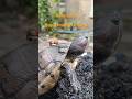 Persahabatan Kura Kura &amp; Umang Umang/ Turtle &amp; baby Hermit Crabs#animals #petlovers #trending#shorts
