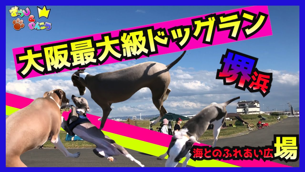 大阪最大のドッグラン 海とのふれあい場 とbbq釣りも出来る超広大な広場の無料施設 Youtube 大阪最大のドッグラン 海とのふれあい場 とbbq釣りも出来る超広大な広場の無料施設 Youtube