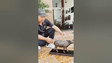 Trâu cõng cò #đồcổcầnthơ #phongthuy #đồcổ