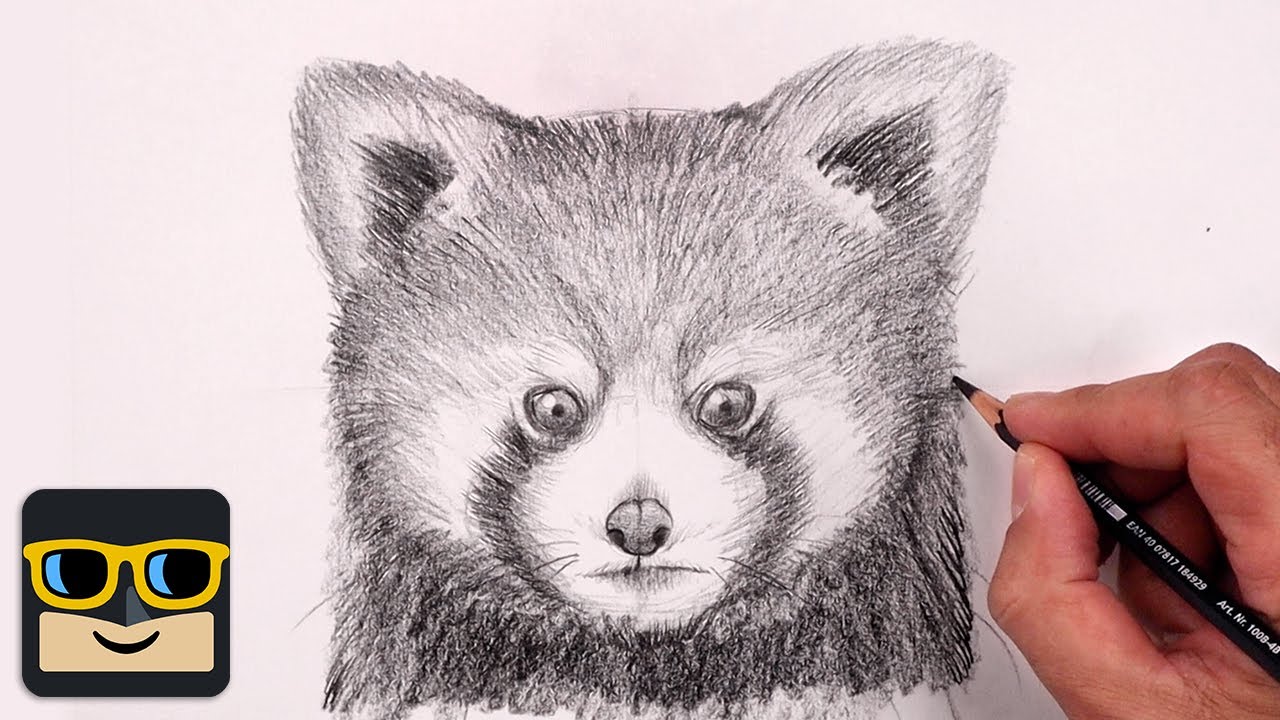 How To Draw Red Panda | Sketch Tutorial - YouTube