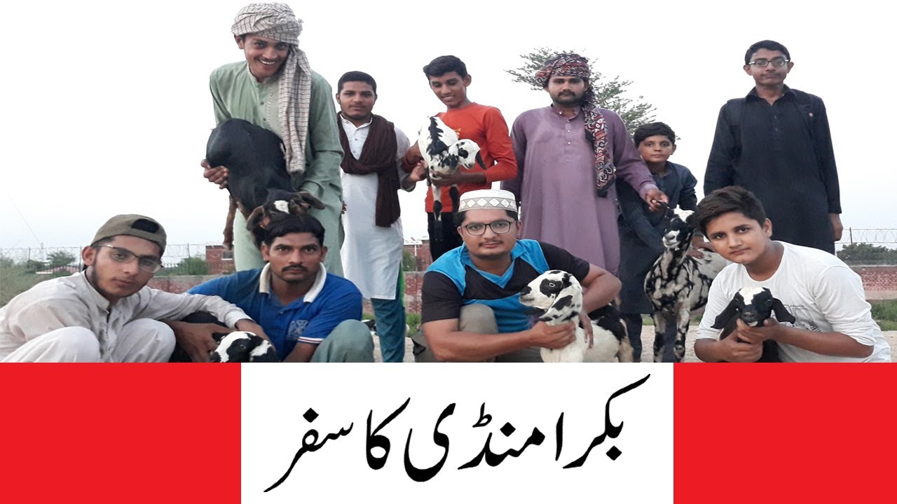 Bakra Mandi Pakistan | Vlog | Comedy Skit | Qurbani