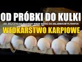 Ciasto na kulki proteinowe - Jak wyliczyć proporcje suchego miksu względem płynnych dodatków