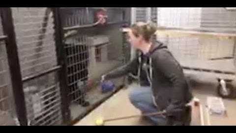 Operant Conditioning With Shazam Pt 1 🐾