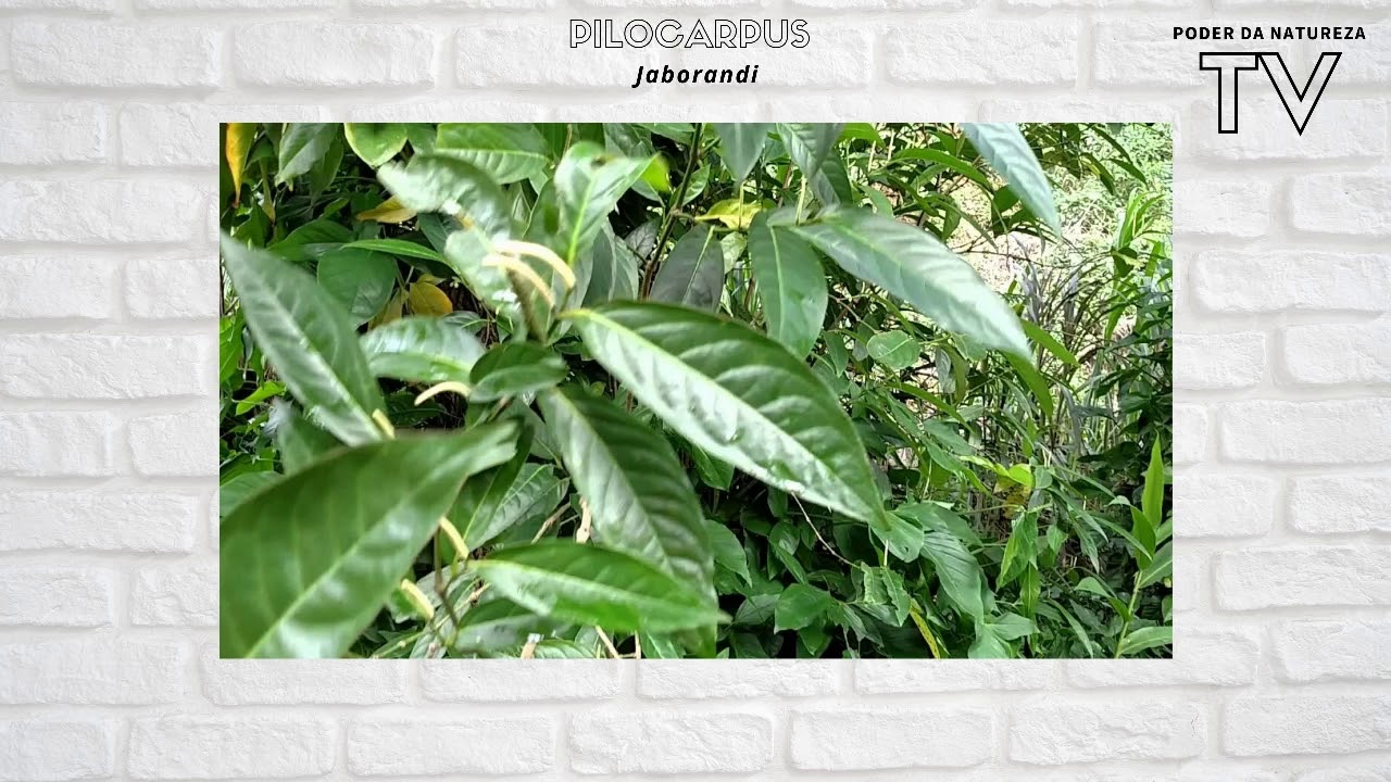Pilocarpus Jaborandi Impressionantes Propriedades Medicinais (Tudo