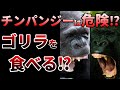 【ゆっくり】チンパンジーVSゴリラ!実際にあった本気の争い⁉