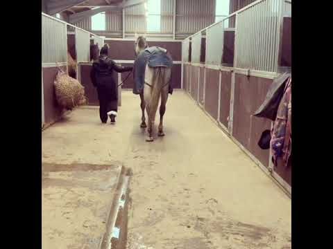 Leading My Horse With A Taylor Spatial Frame