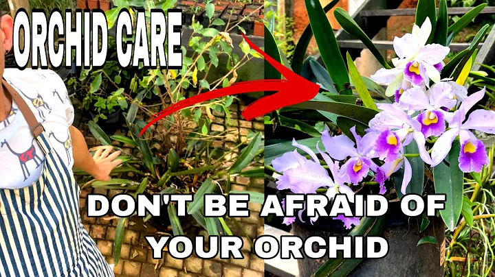 Don't be afraid of your Orchid if you want Big Blooms. Cattleya repotting Guide - DayDayNews