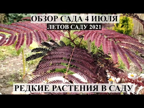 Обзор сада 4