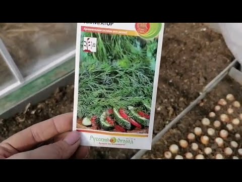 THE FIRST SOWINGS IN THE GREENHOUSE ON MARCH 8 | RADISH | SPINACH | DILL |BOW ON A FEATHER