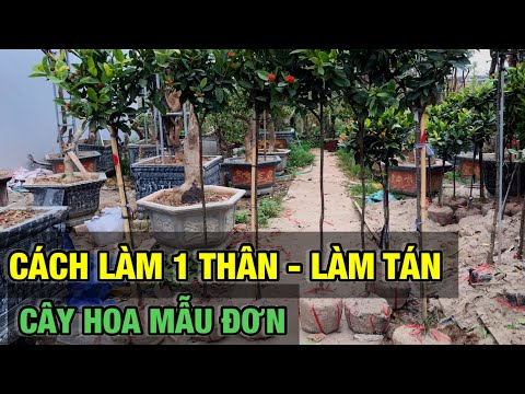 Video: Cây Mẫu đơn. Sinh Sản Bằng Cách Xếp Lớp