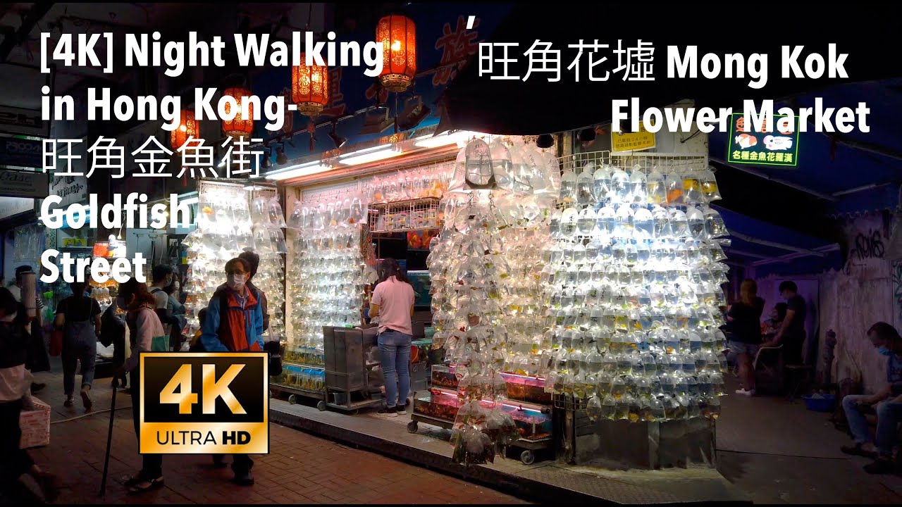 4k Night Walking In Hong Kong 旺角金魚街goldfish Street 旺角花墟mong Kok Flower Market Youtube