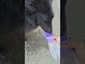 Prefect for dog hydration and treats on the go!