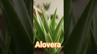 alovera propagation #garden #fruittrees #greenthumb #plantgrowth #plant#fruitplant #seedgermination
