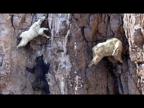 Этих копытных не достать НИКОМУ! Снежные Козы: жизнь на краю пропасти!