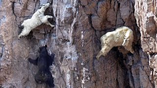 No predator will get to these animals! Mountain goats: life on the edge of a cliff!