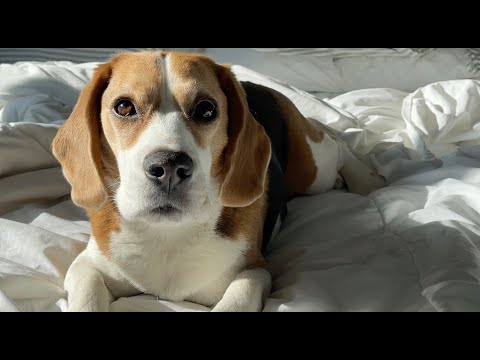 Video: 14 Konečné znamení, že váš pes je vaším duchem