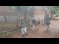 Campesinos saliendo de Mosonte con sus burros cargados de leña.