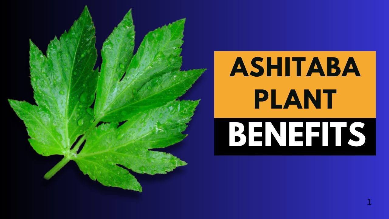 Ashitaba Plant (Tomorrow Leaf) Uses and Benefits: How This Japanese ...