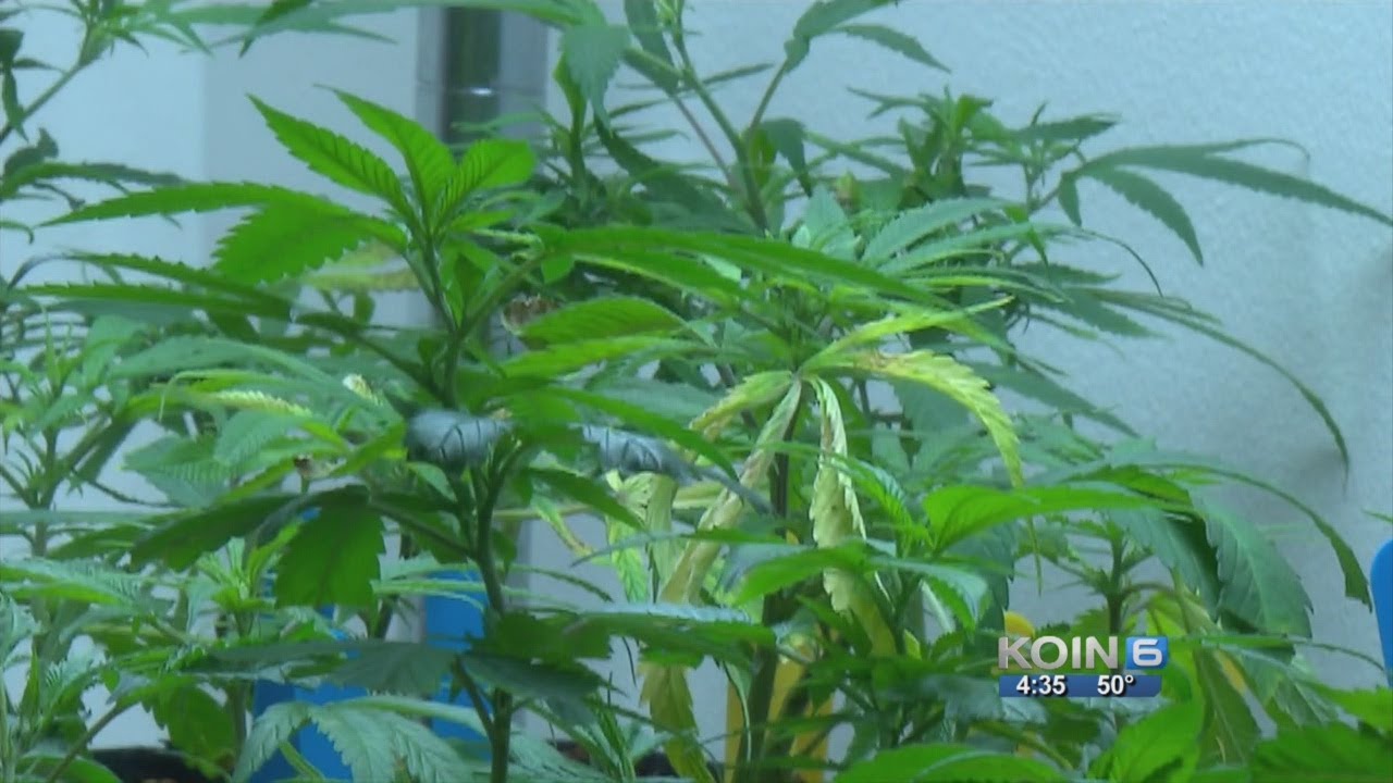 Sheriff: Need your help with marijuana moratorium