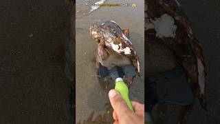 Risky Rescues: Saving Most Venomous Toadfish From Shore 😱