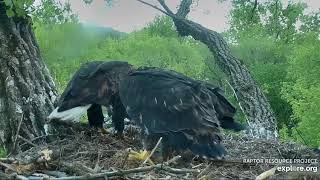 Decorah Eagles 5-23-20, 8 pm, Mom with fish #7