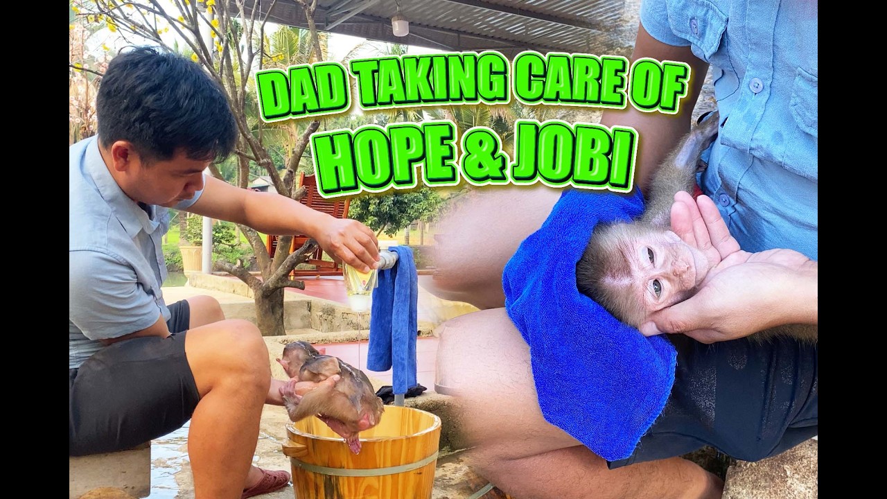 Dad Hung Takes Care Of Hope And Jobi, The Amputated Monkeys | Heartwarming Moments