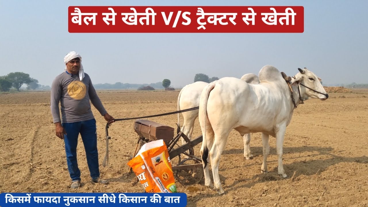 बैल से खेती करने के फायदे नुकसान। ट्रैक्टर से क्या नुकसान। Ox v/s Tractor Farming